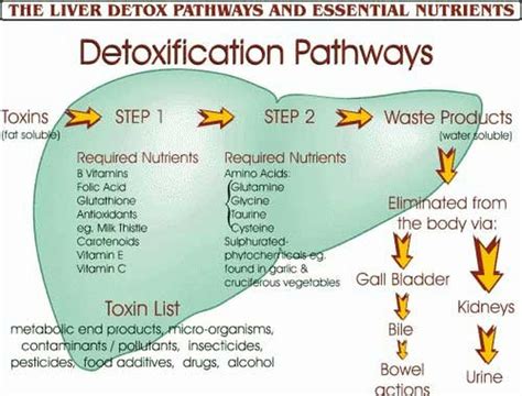 detoxification of alcohol in the liver
